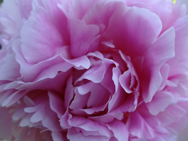 fleurs