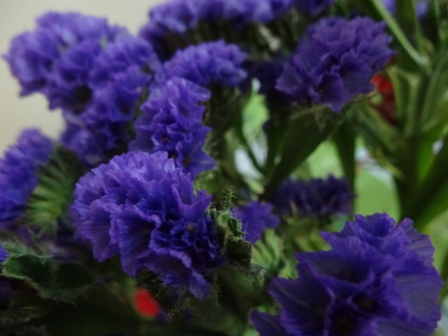 fleurs
