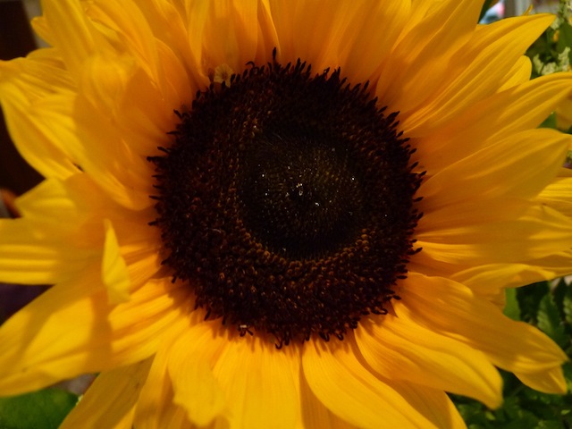fleurs